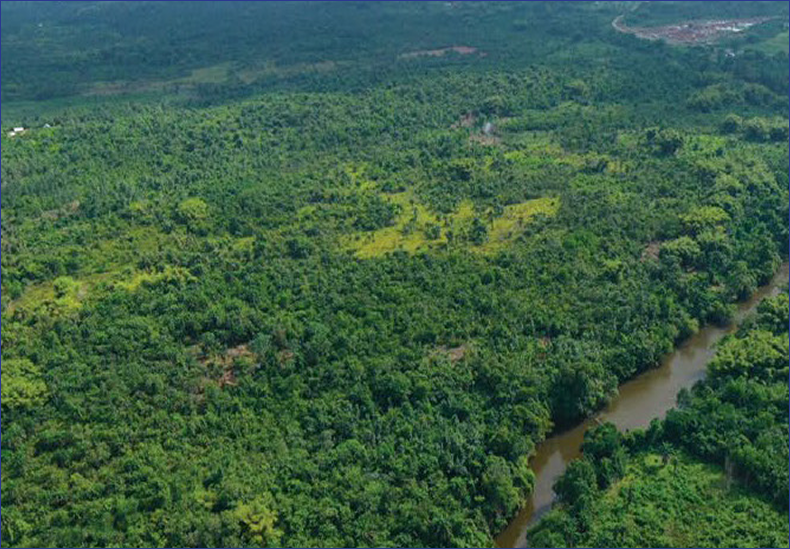 Mining Contribute to Reforestation?